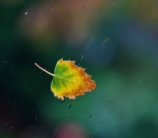 Lonely Autumn Leaf - Obrázkek zdarma pro iPad 3