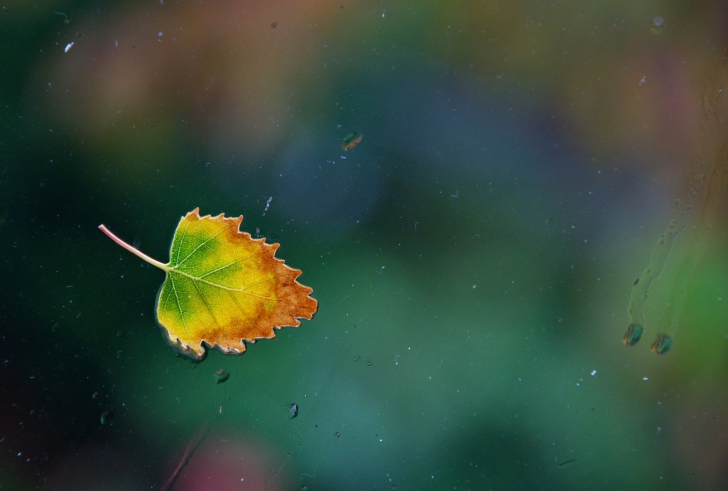 Lonely Autumn Leaf wallpaper