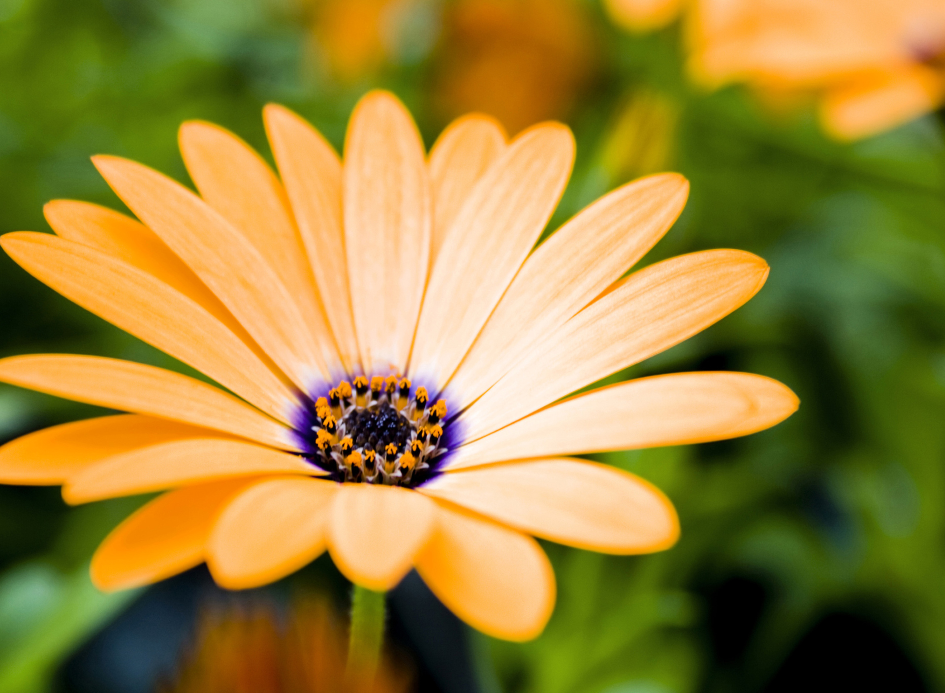 Orange Flower wallpaper 1920x1408