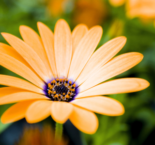 Orange Flower - Obrázkek zdarma pro 128x128