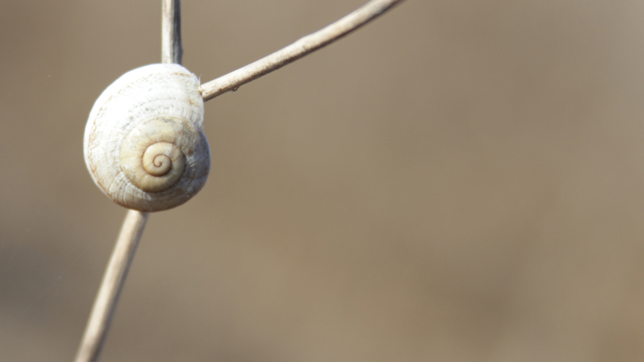 Fondo de pantalla White Shell Of Snail 1280x720