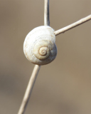 White Shell Of Snail screenshot #1 128x160