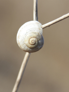 White Shell Of Snail wallpaper 240x320