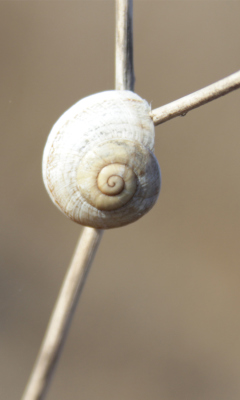Screenshot №1 pro téma White Shell Of Snail 240x400