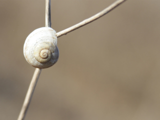 Fondo de pantalla White Shell Of Snail 320x240