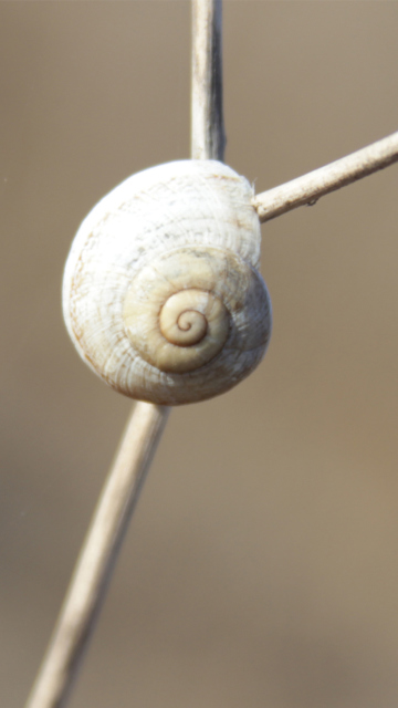 Sfondi White Shell Of Snail 360x640