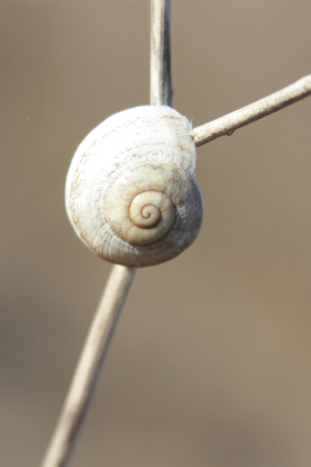 Sfondi White Shell Of Snail 640x960