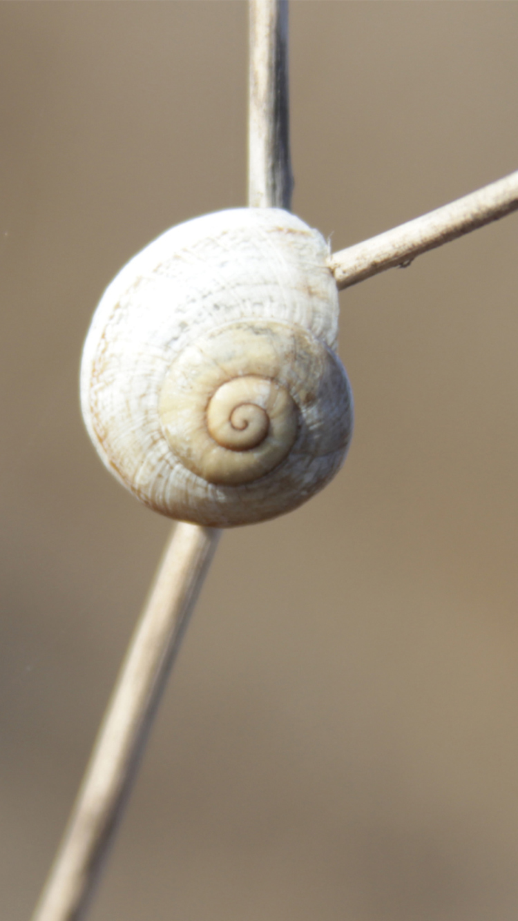 Обои White Shell Of Snail 750x1334