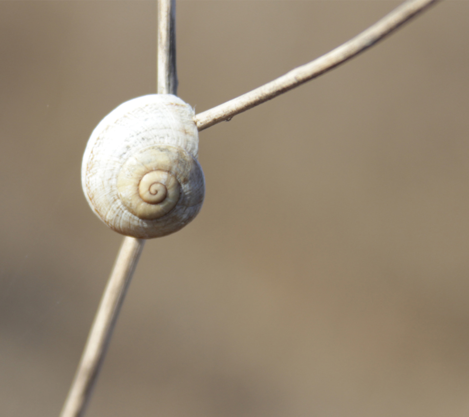 White Shell Of Snail screenshot #1 960x854