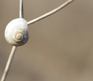 Free White Shell Of Snail Picture for iPad