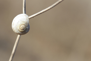 Free White Shell Of Snail Picture for Android, iPhone and iPad