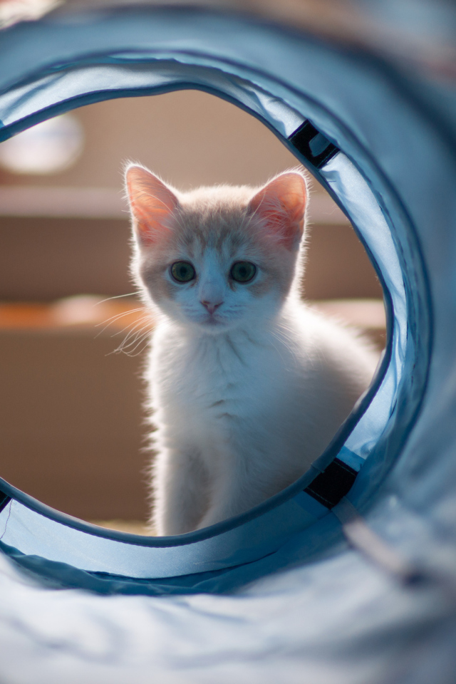 Fondo de pantalla Cute White Kitten 640x960