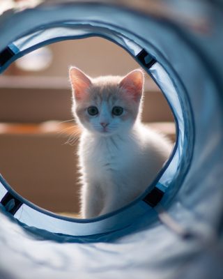 Cute White Kitten - Obrázkek zdarma pro Nokia C2-01