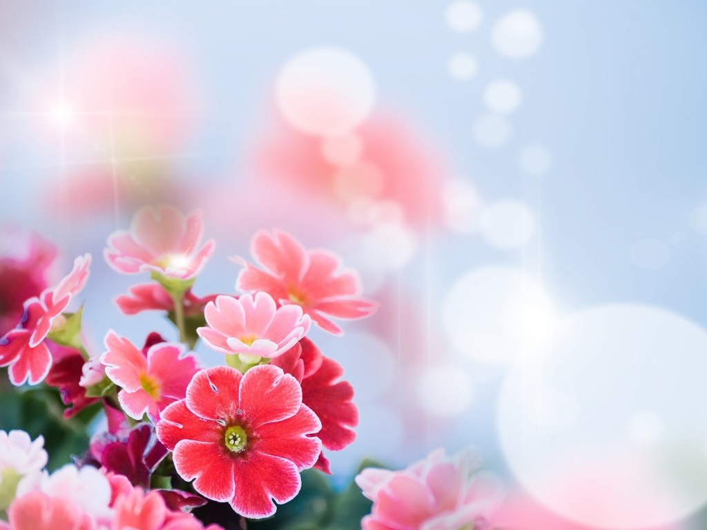 Screenshot №1 pro téma Bokeh Bright Flowers 1024x768