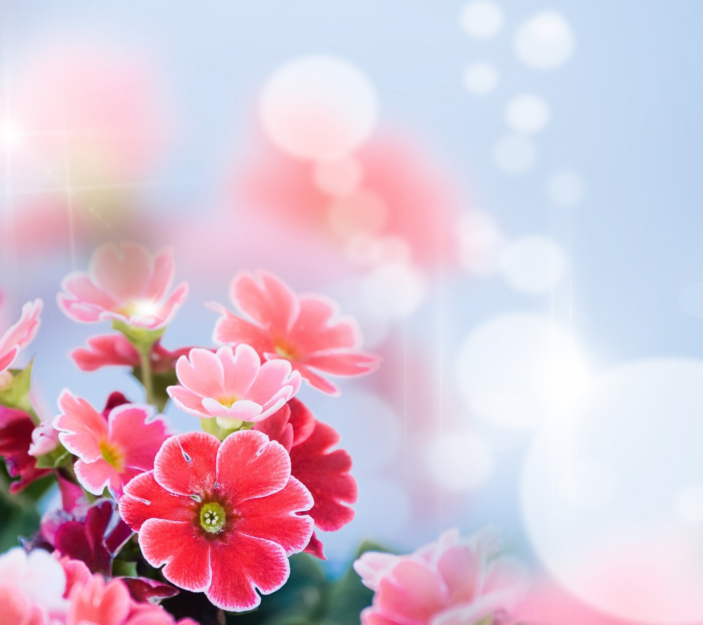Fondo de pantalla Bokeh Bright Flowers 1440x1280