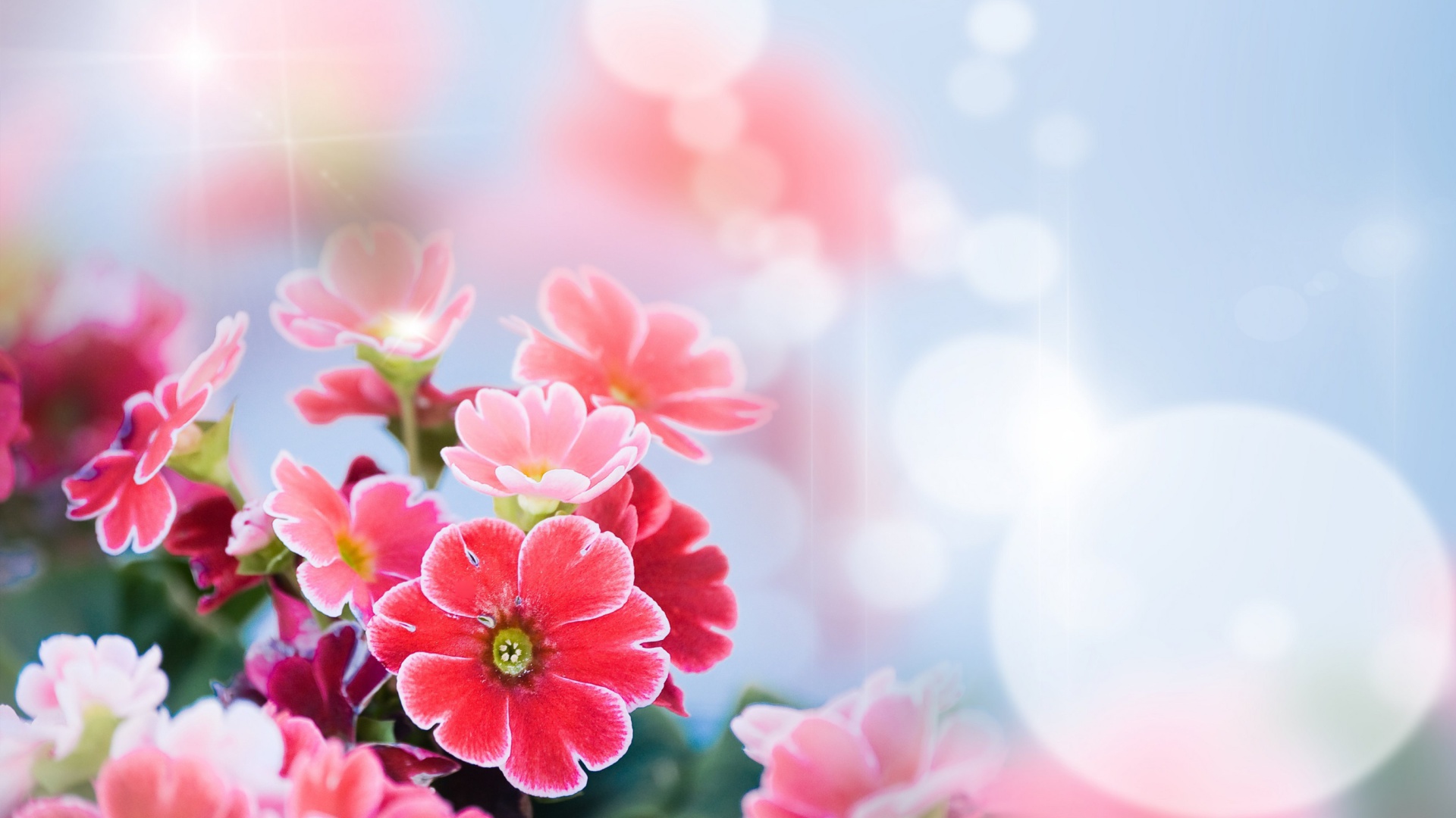 Screenshot №1 pro téma Bokeh Bright Flowers 1920x1080