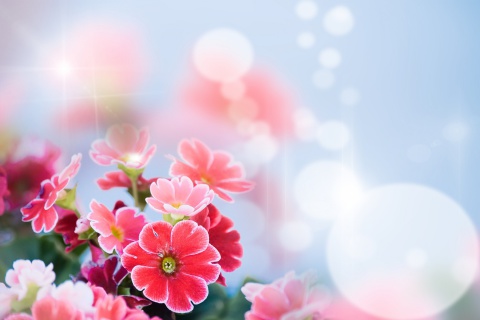Bokeh Bright Flowers screenshot #1 480x320