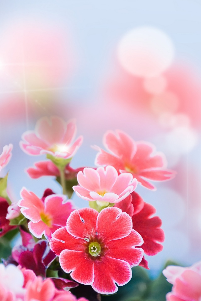 Screenshot №1 pro téma Bokeh Bright Flowers 640x960