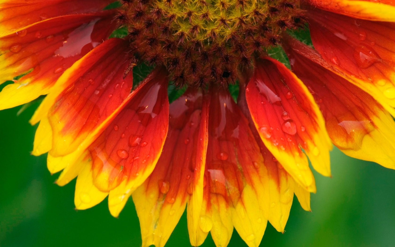 Bright Flower screenshot #1 1680x1050