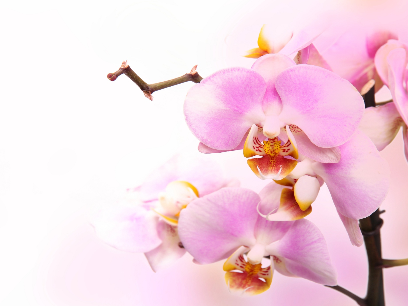 Pink Orchid wallpaper 1400x1050
