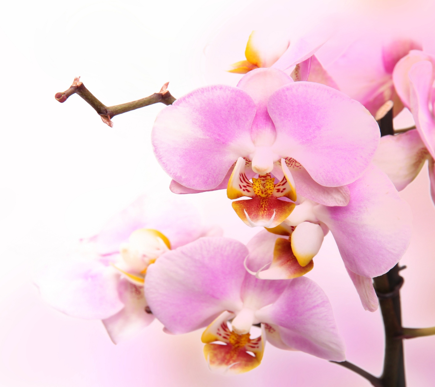 Обои Pink Orchid 1440x1280