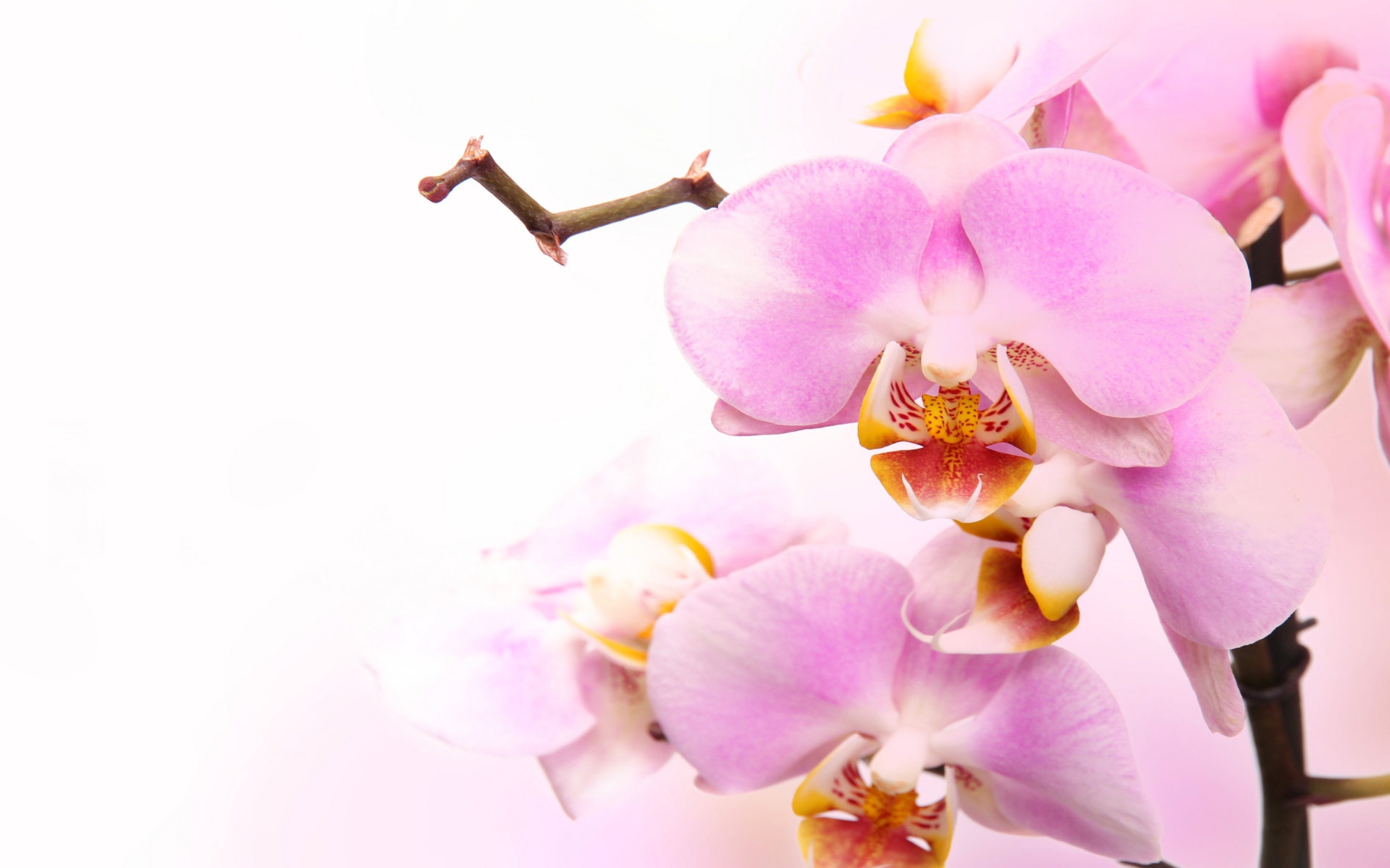 Screenshot №1 pro téma Pink Orchid 1920x1200