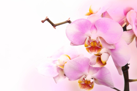 Fondo de pantalla Pink Orchid 480x320