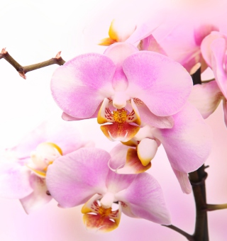 Kostenloses Pink Orchid Wallpaper für 128x128