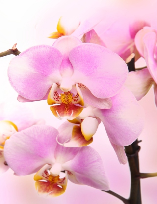 Kostenloses Pink Orchid Wallpaper für Nokia C2-02
