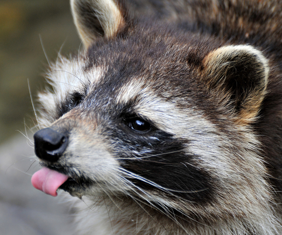 Raccoon screenshot #1 960x800