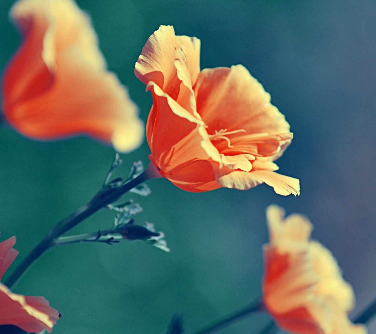 Screenshot №1 pro téma Orange Flower 1440x1280