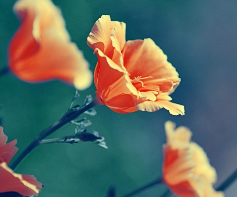 Screenshot №1 pro téma Orange Flower 480x400