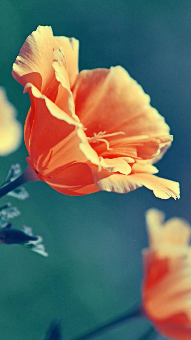 Screenshot №1 pro téma Orange Flower 640x1136