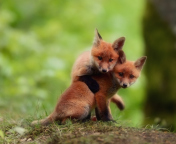 Two Little Foxes wallpaper 176x144