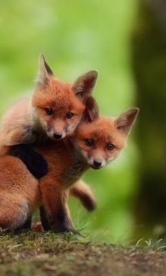 Two Little Foxes screenshot #1 240x400