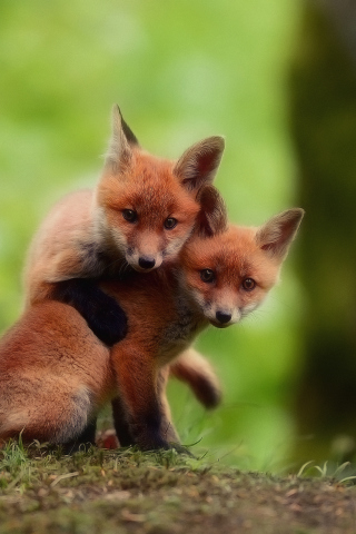 Two Little Foxes screenshot #1 320x480