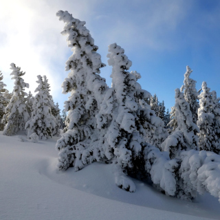 Canada Winter - Obrázkek zdarma pro 208x208