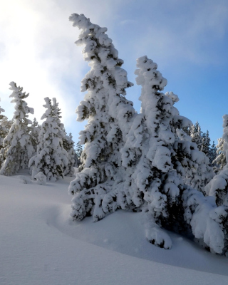 Canada Winter - Obrázkek zdarma pro 176x220