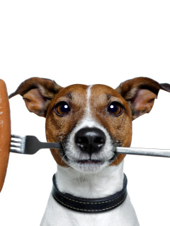 Dog with sausage wallpaper 240x320