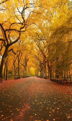 Das Autumn Way Wallpaper 240x400