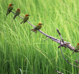 Green Birds On Branch - Fondos de pantalla gratis para iPad 3