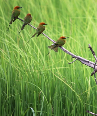 Green Birds On Branch - Obrázkek zdarma pro Nokia C3-01