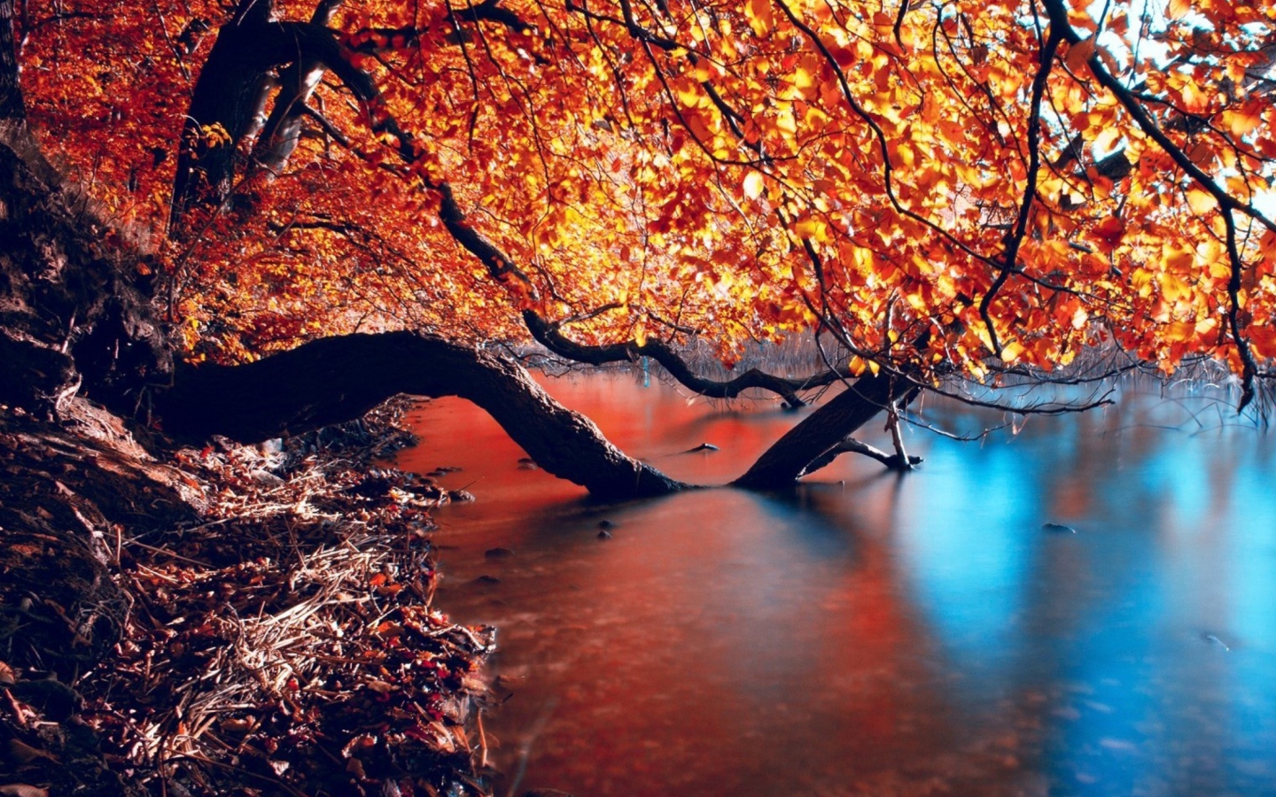 Tree Branches Over The Lake wallpaper 1440x900