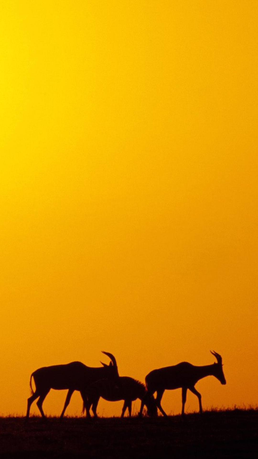 Обои Antelopes 1080x1920