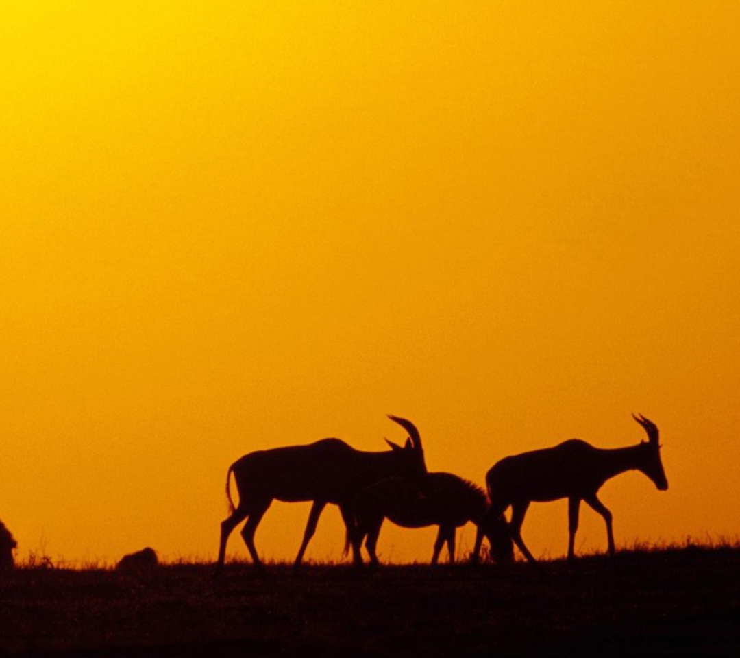 Das Antelopes Wallpaper 1080x960