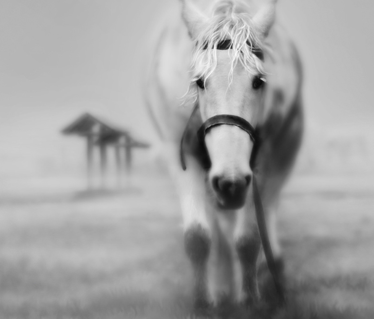 Screenshot №1 pro téma Horse In A Fog 1200x1024