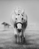 Screenshot №1 pro téma Horse In A Fog 128x160