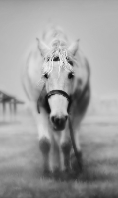 Horse In A Fog wallpaper 240x400
