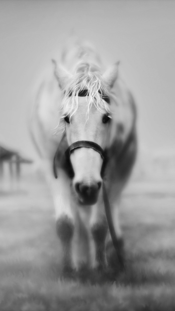 Das Horse In A Fog Wallpaper 360x640