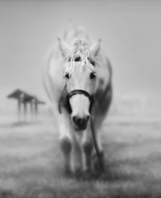 Horse In A Fog - Obrázkek zdarma pro 240x320